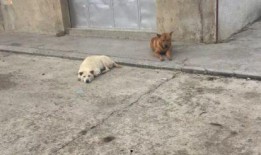 艺犬堂员工爆料视频,揭秘幕后真相